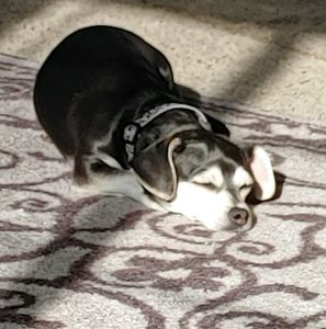 Meet your Posher, Robin